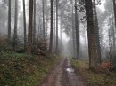 Bois et brouillard sur le GR59